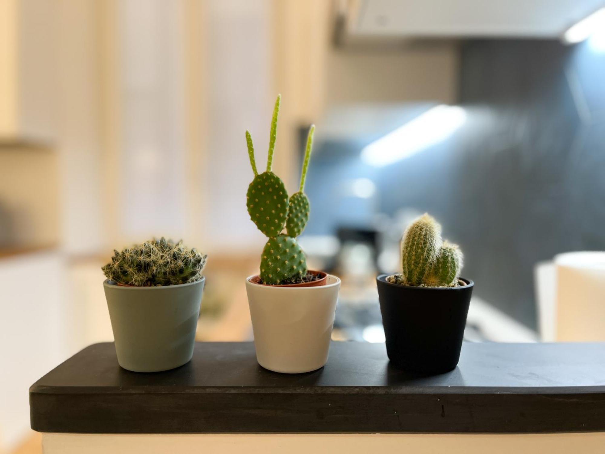 Apartment Caruggi Dream